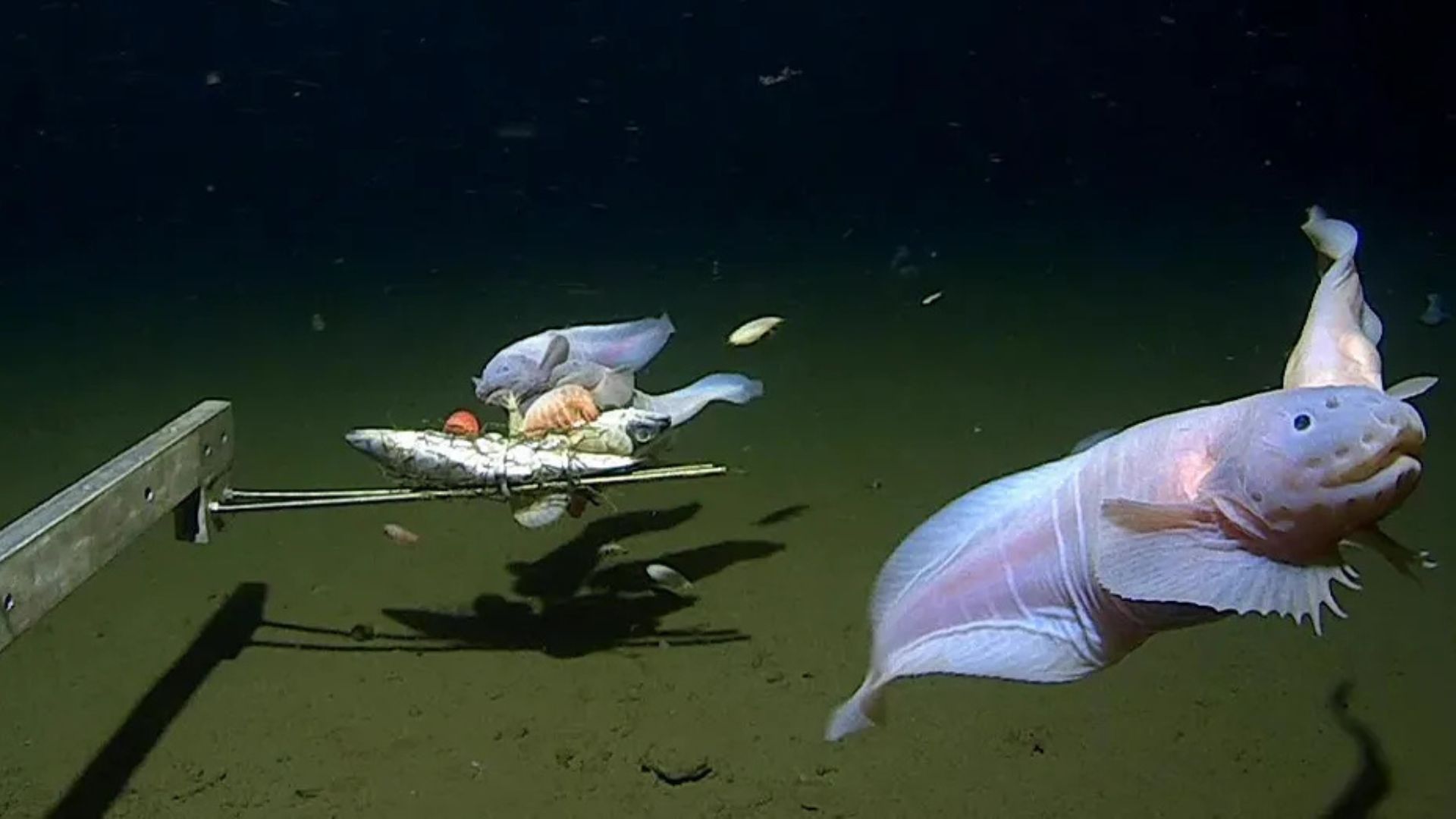 How to Capture Fish Behavior on Camera