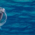 How to Capture the Perfect Reflection in Fish Photography How to Capture the Perfect Reflection in Fish Photography