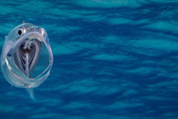 How to Capture the Perfect Reflection in Fish Photography