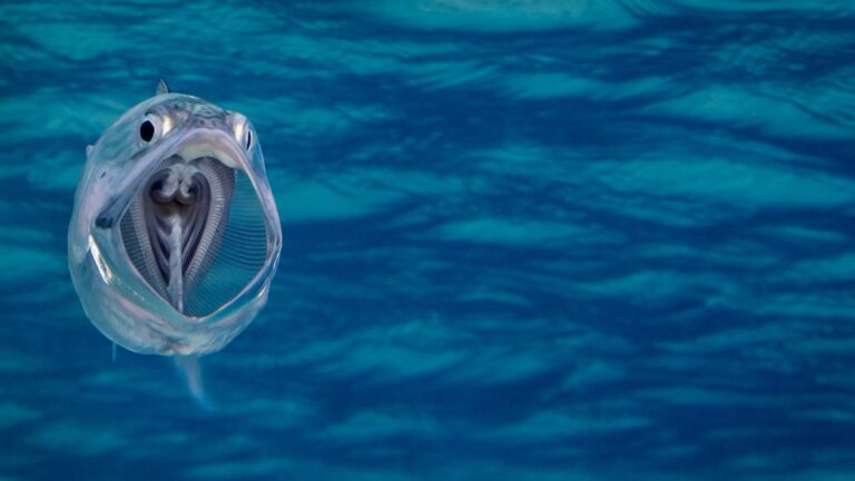 How to Capture the Perfect Reflection in Fish Photography