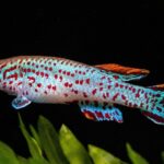 How to Care for Killifish: Tank Setup and Maintenance How to Care for Killifish: Tank Setup and Maintenance