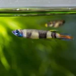 How to Create a Breeding Colony of Epiplatys Killifish How to Create a Breeding Colony of Epiplatys Killifish