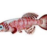 How to Create the Perfect Water Conditions for Killifish