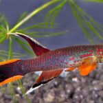 How to Encourage Natural Behaviors in Aphyosemion Fish How to Encourage Natural Behaviors in Aphyosemion Fish