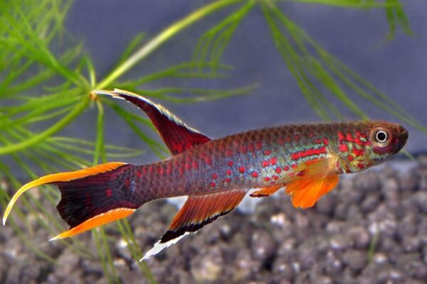 How to Encourage Natural Behaviors in Aphyosemion Fish How to Encourage Natural Behaviors in Aphyosemion Fish