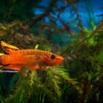 How to Enhance the Colors of Aphyosemion Fish Naturally