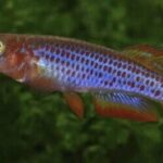 How to Feed Epiplatys Species Properly How to Feed Epiplatys Species Properly