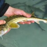 How to Fish for Rare Species How to Fish for Rare Species.