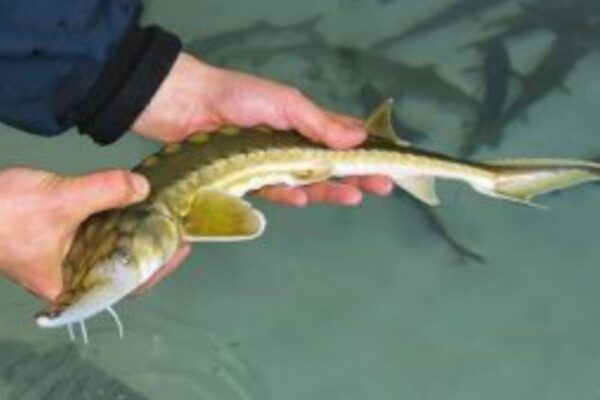 How to Fish for Rare Species.