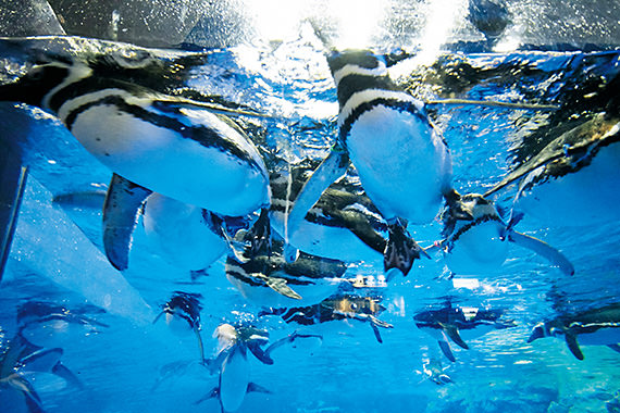 How to Get Clear and Sharp Fish Photos Every Time