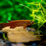 How to Identify Different Aphyosemion Species