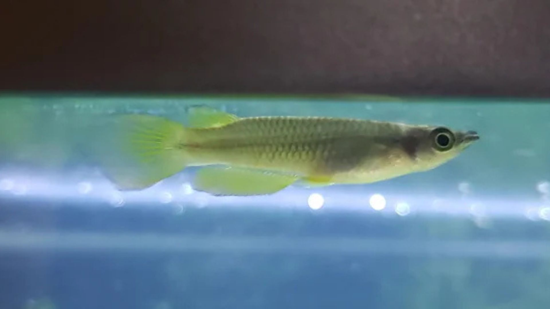 How to Identify Male vs Female Killifish