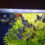How to Keep Epiplatys Species Healthy in Tanks
