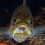 How to Photograph Fish Without Disturbing Them