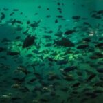 How to Photograph Fish Without Stressing Them How to Photograph Fish Without Stressing Them