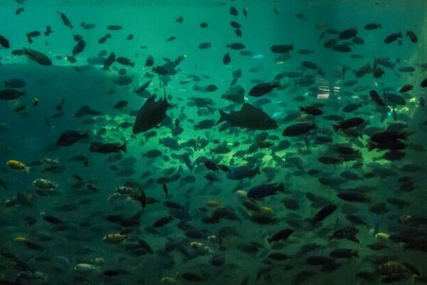 How to Photograph Fish Without Stressing Them