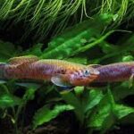 How to Set Up a Naturalistic Tank for Epiplatys Killifish