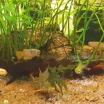 How to Set Up the Perfect Tank for Aphyosemion Fish How to Set Up the Perfect Tank for Aphyosemion Fish