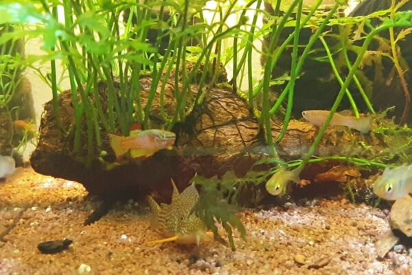 How to Set Up the Perfect Tank for Aphyosemion Fish