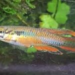 How to Spot and Treat Common Aphyosemion Diseases