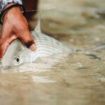 How to Take Stunning Photos of Fish in Water How to Take Stunning Photos of Fish in Water