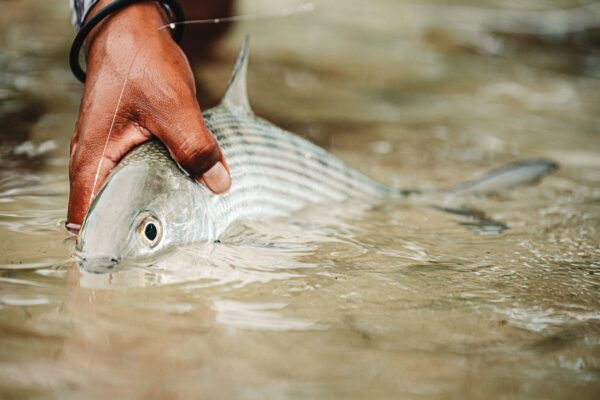 How to Take Stunning Photos of Fish in Water
