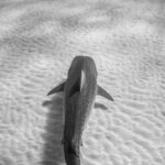 How to Use Natural Light for Fish Photography How to Use Natural Light for Fish Photography