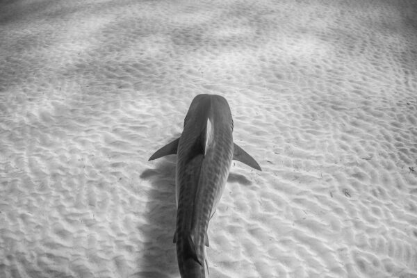 How to Use Natural Light for Fish Photography