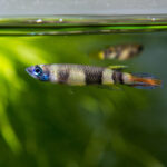 Ideal Water Conditions for Epiplatys Species Ideal Water Conditions for Epiplatys Species