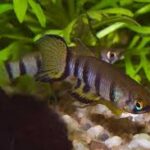 Ideal Water Parameters for Keeping Epiplatys Healthy Ideal Water Parameters for Keeping Epiplatys Healthy