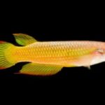 Killifish Care Guide Tank Setup and Maintenance