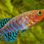 Killifish Species with the Brightest Colors Killifish Species with the Brightest Colors.