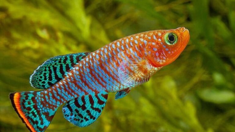 Killifish Species with the Brightest Colors