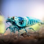 Macro Photography: Capturing Fish Details Macro Photography: Capturing Fish Details