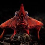 Macro Photography for Fish: A Step-by-Step Guide Macro Photography for Fish: A Step-by-Step Guide