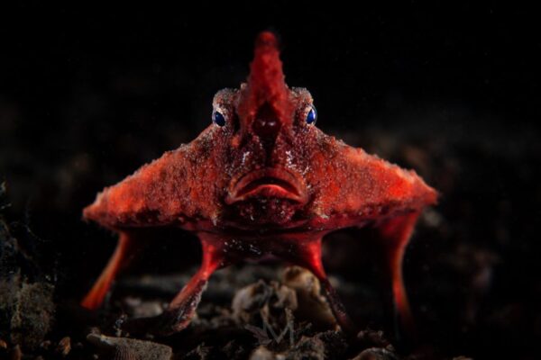 Macro Photography for Fish: A Step-by-Step Guide