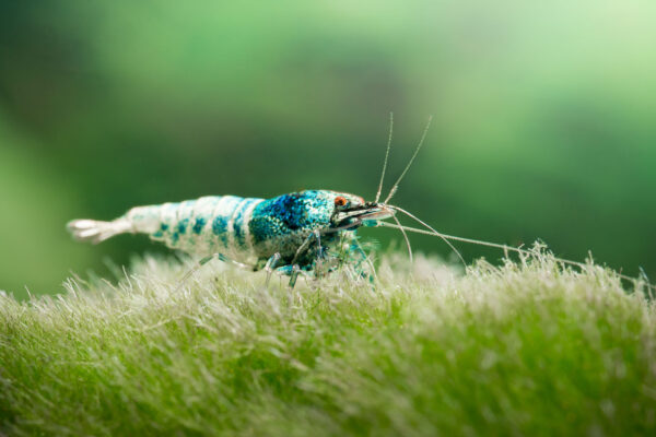 Macro Photography for Fish: Capturing the Smallest Details