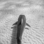 Mastering Lighting Techniques for Fish Photography