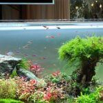 Perfect Lighting for Fish Photography Explained