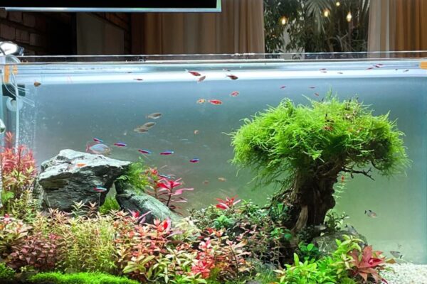 Perfect Lighting for Fish Photography Explained