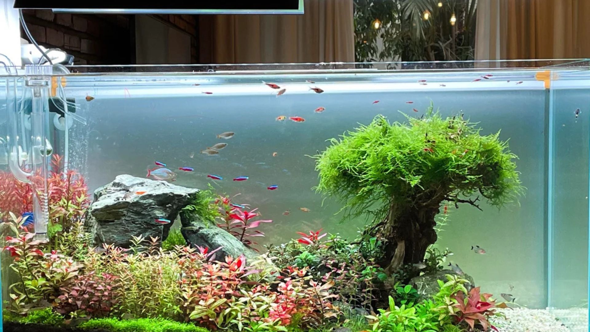 Perfect Lighting for Fish Photography Explained