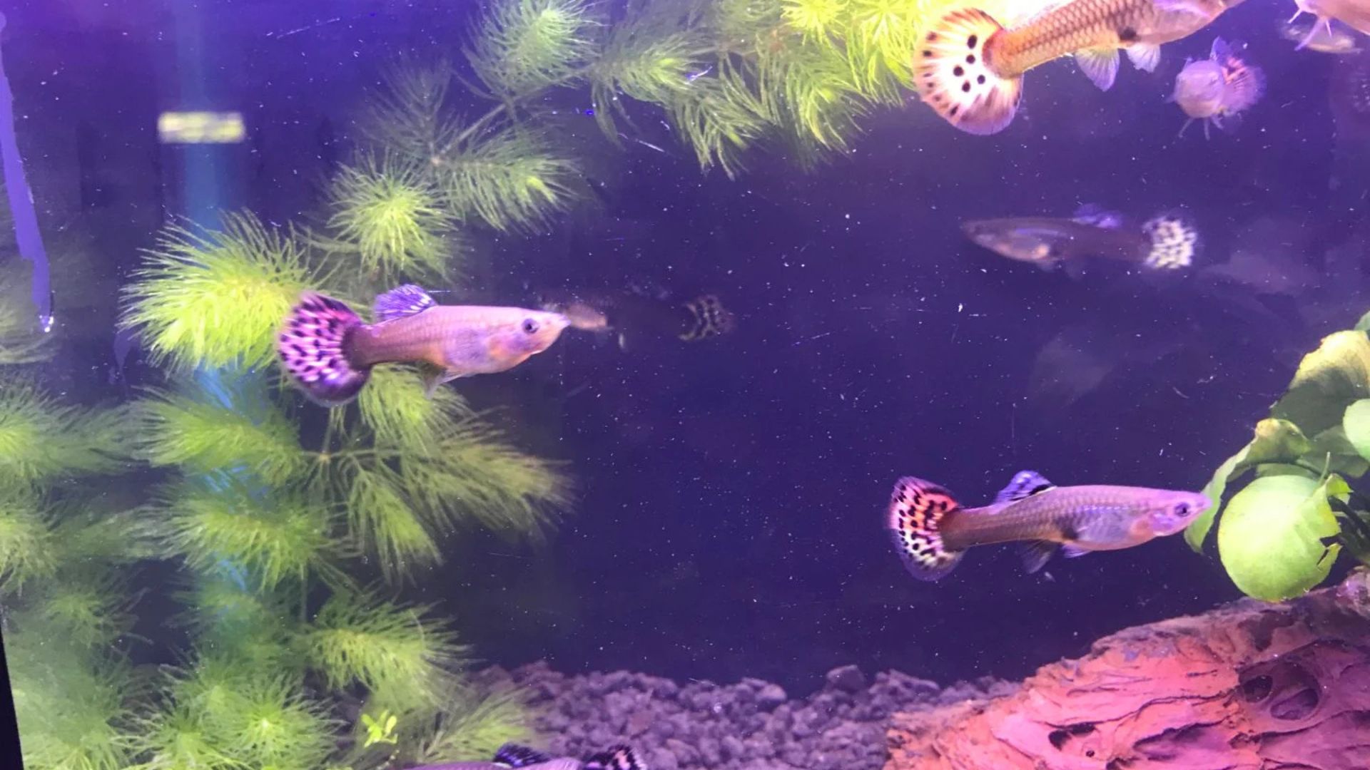 Perfect Lighting for Fish Photography Explained