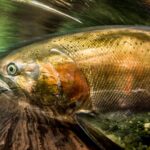 Photographing Fish in Different Water Conditions