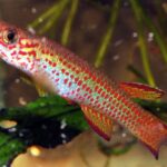 Popular Aphyosemion Species for Beginners