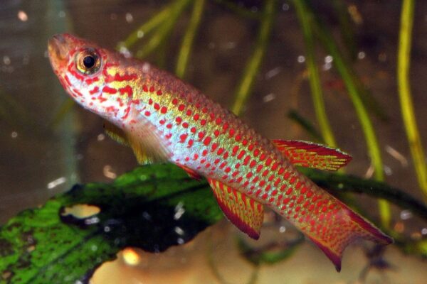 Popular Aphyosemion Species for Beginners
