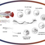 Seasonal Breeding Cycles of Killifish Explained