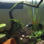 Tank Size Recommendations for Killifish Species