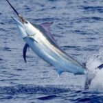 Techniques for Shooting Fish in Motion