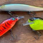 The Best Baits and Lures for Different Fish Species