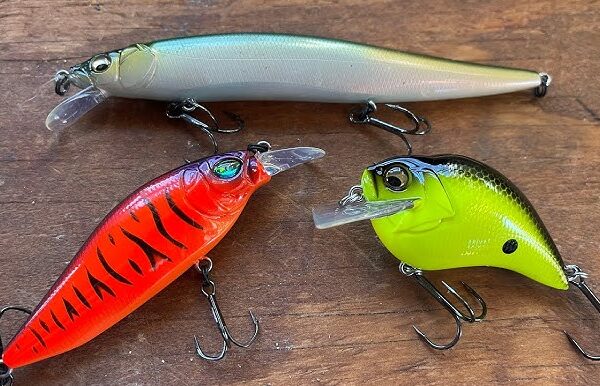 The Best Baits and Lures for Different Fish Species